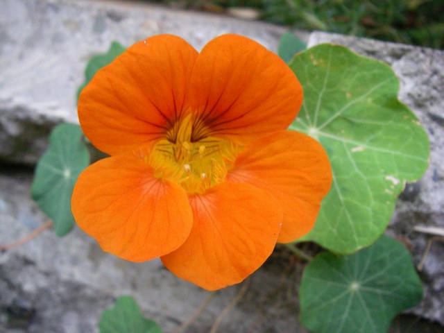 Nasturtium flower