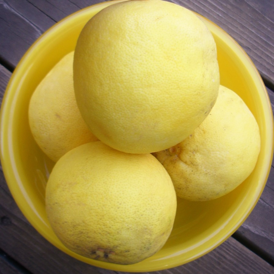 Grapefruits from friends