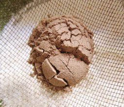 Orange Cardamom Cookie